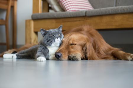 Pet Stain & Odor Removal